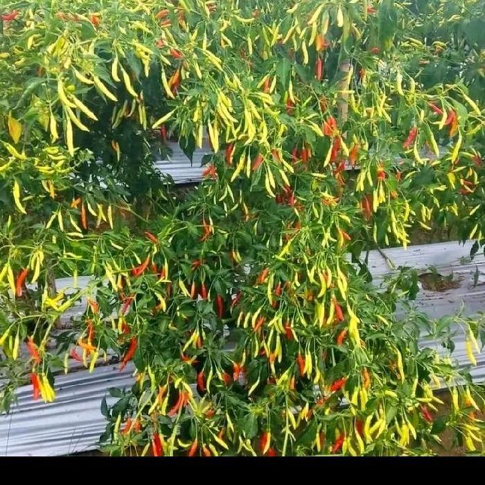 bibit cabe jarum 20 gram ( isi 4000 lebih biji benih ) buah super lebat