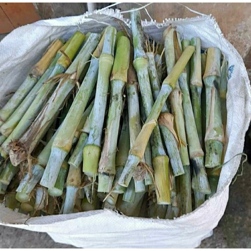 Paket 5 Kg Bibit Rumput Pakchong Super  / Rumput Pakcong Bibit Super / Bibit Pakchong Pakan Ternak /
