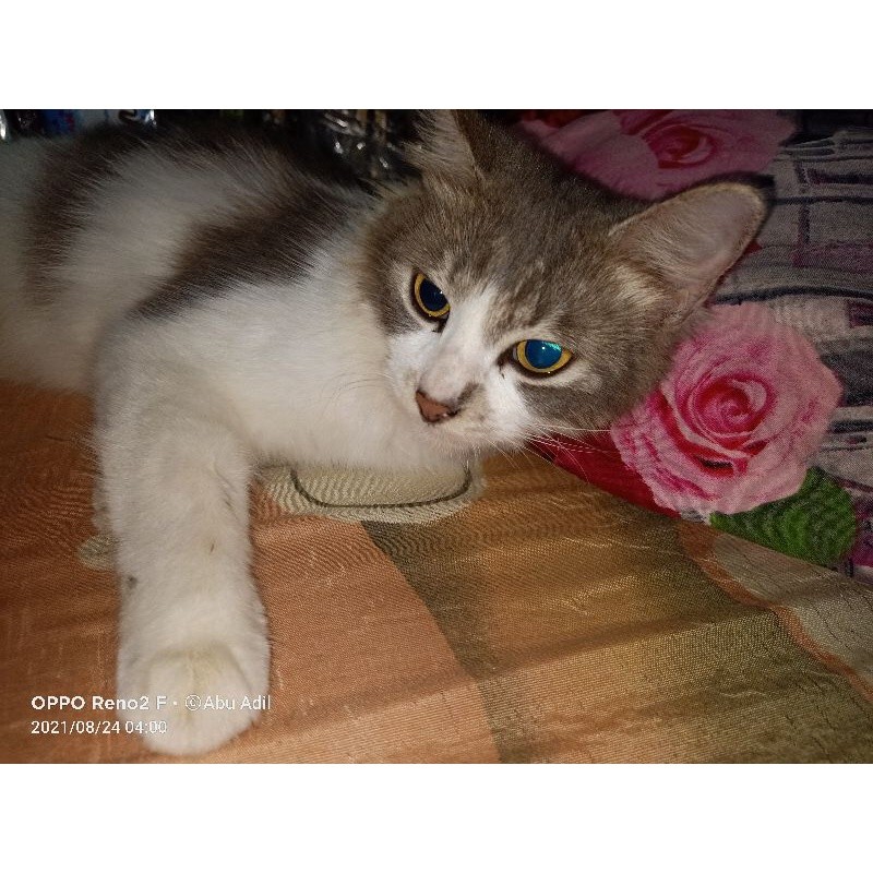 kucing persia medium warna abu putih
