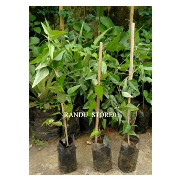 [Bonus Pupuk] BIBIT CINCAU RAMBAT (HIJAU) cincau jelly bibit cincau jeli bibit cincau murah bibit ci