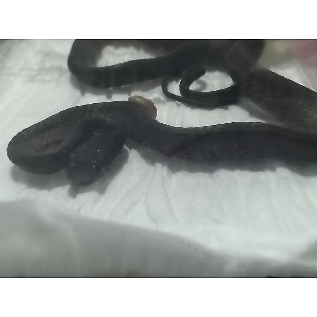 ular siput (jgn co sembarangan)