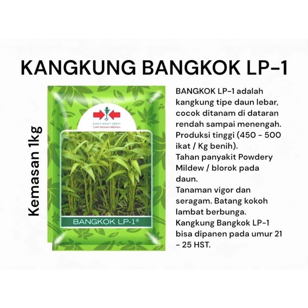 ( 1 KG ) Benih KANGKUNG BANGKOK LP1 1 kg panah merah kangkung panah merah STMJsby