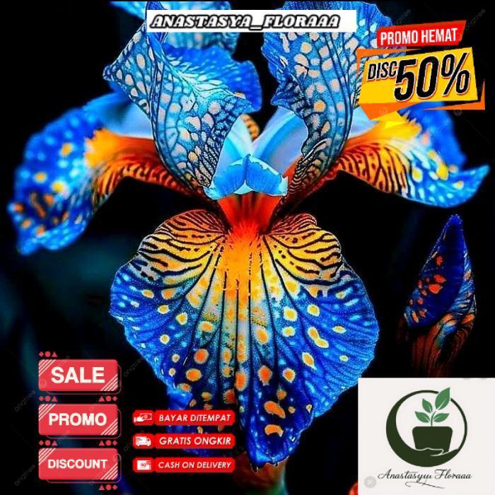 (BISA COD) Anggrek Bulan Pasca Warna Dewasa Bunga Langka Pohon Bunga Anggrek Bulan Pasca Warna Impor