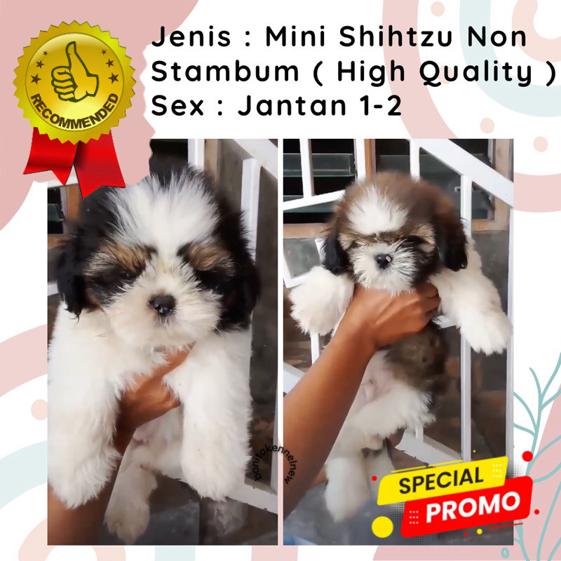 Anak Anjing Mini Shihtzu Non Stambum