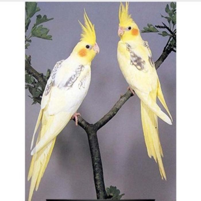 CS burung falk australia kuning atau pied