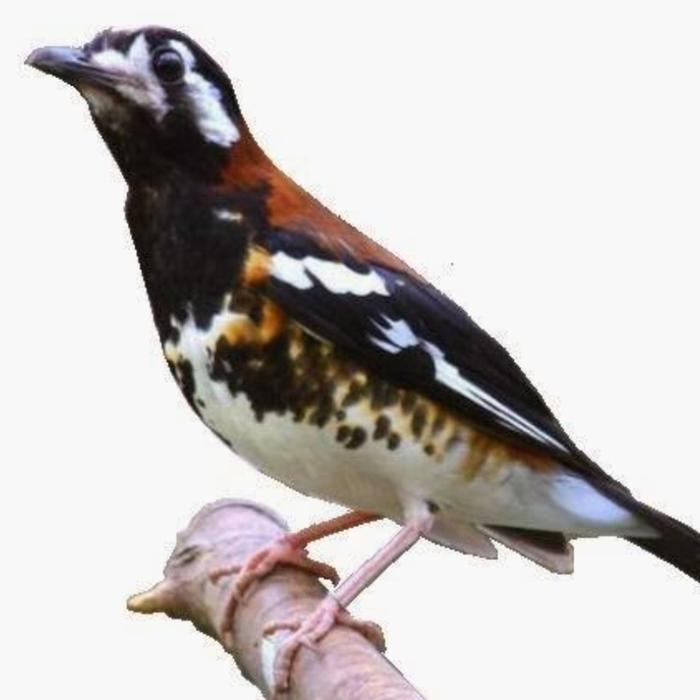 burung anis macan rawatan