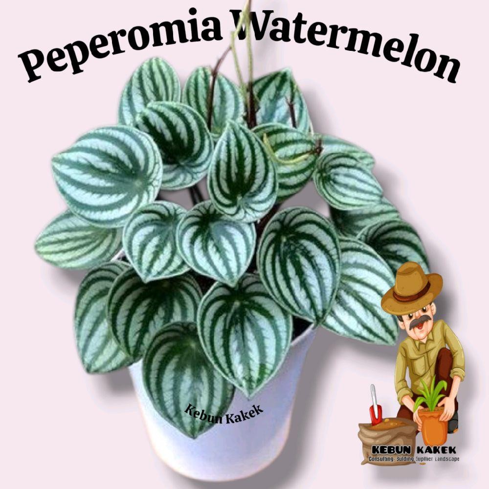Tanaman Hias Peperomia Watermelon / Tanaman Hidup Peperomia Watermelon / Bibit Peperomia Watermelon