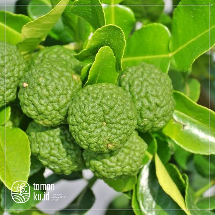 Bibit Jeruk Purut Tanaman Buah Jeruk Purut Daun Jeruk Purut Besar homesweet colection