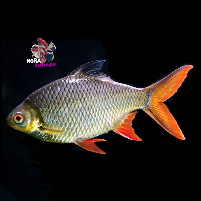 Kaviat Hijau 10  cm / Kafiat Tinfoil Barb / Ikan Hias Air Tawar