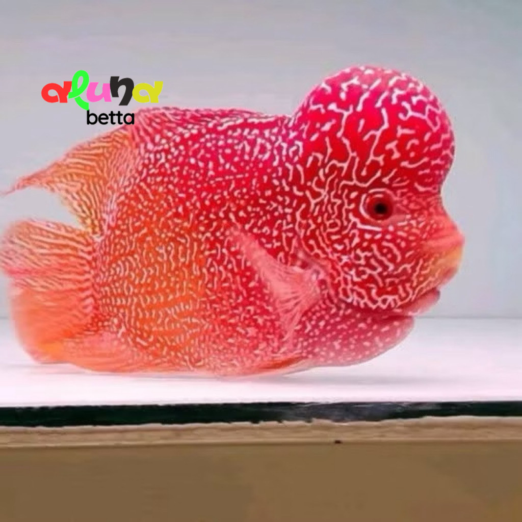 pemanis aquarium Ikan lohan golden base GB 3-6cm louhan goldenbase flower horn josjis