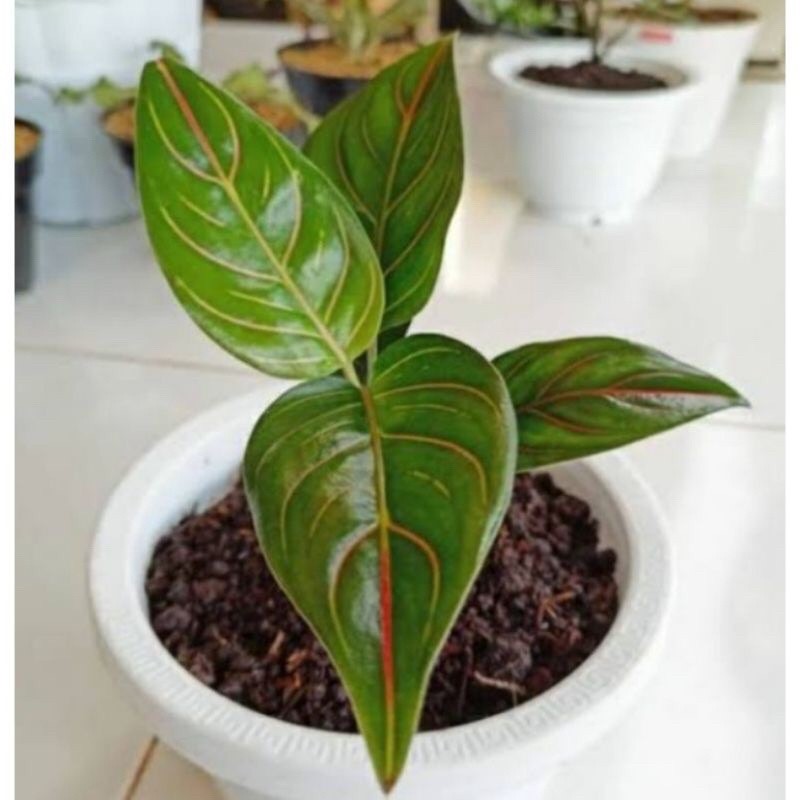 aglonema rotundum tiger - tanaman hias aglonema rotundum tiger