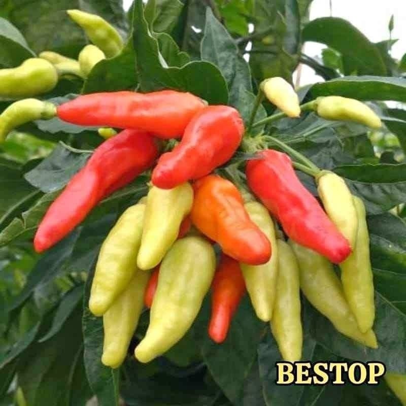 SALEBenih cabe rawit unggul Bibit Cabe Rawit Unggul Bibit Cabe Kaliber Unggul Tahan Virus Benih Cabe