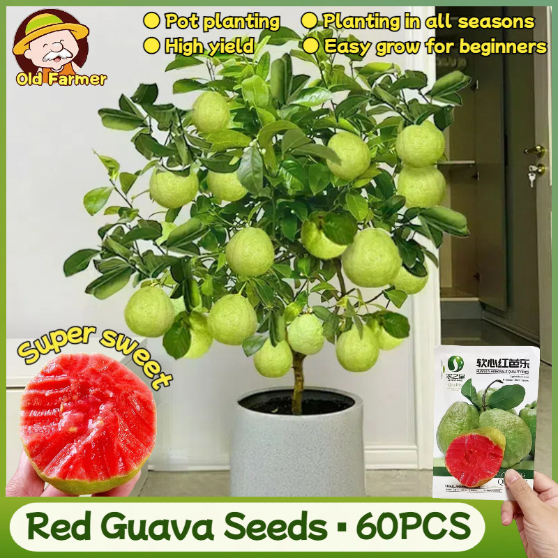100% Biji Jambu Biji Merah Segar Asli (60 Buah) Biji Jambu Biji Bonsai Rumah Pot Biji Buah Jambu Mer