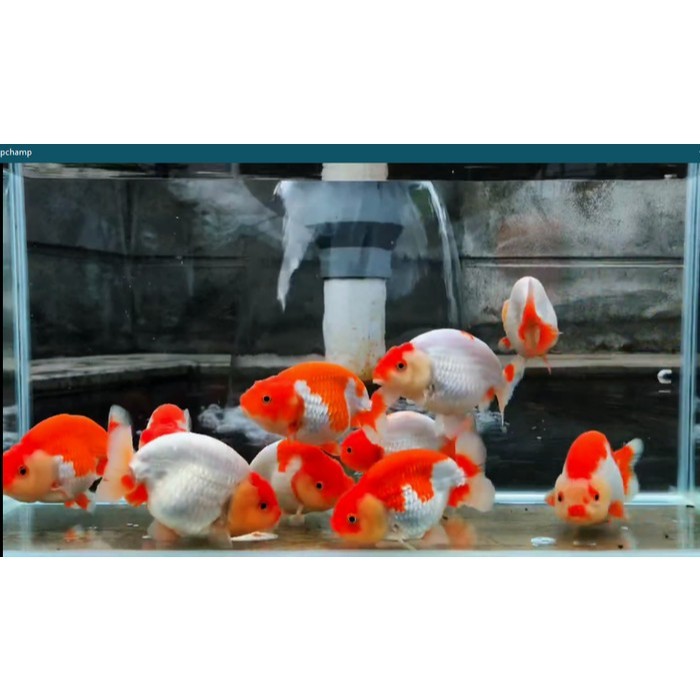 Koki Ranchu Grade A Red And White (Calico)