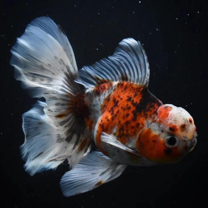 Ikan Hias Mas Koki Oranda Calico,Tiger,Kirin Rostail Good Quality - Calico, 8 CM COD