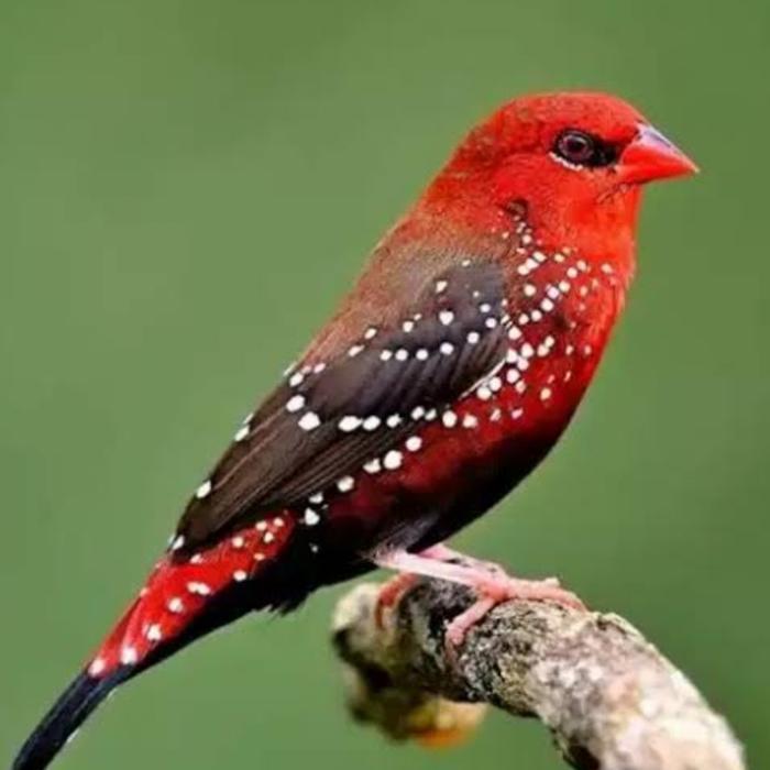 Cappybarashop burung strawberry finch