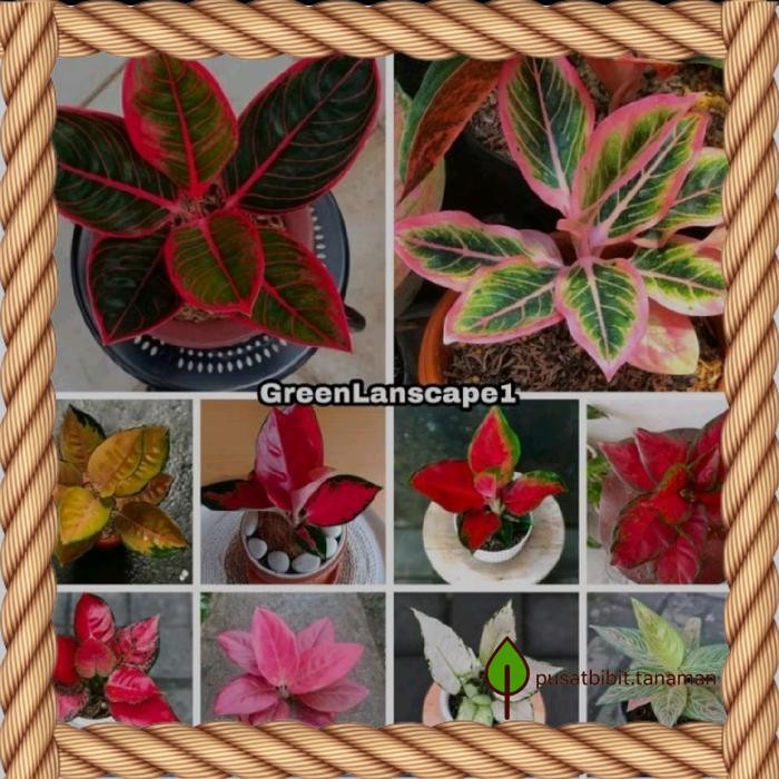 Paket Hemat 10 Bonggol Aglonema Asli Siap Tanam / Bonggol / Aglonema