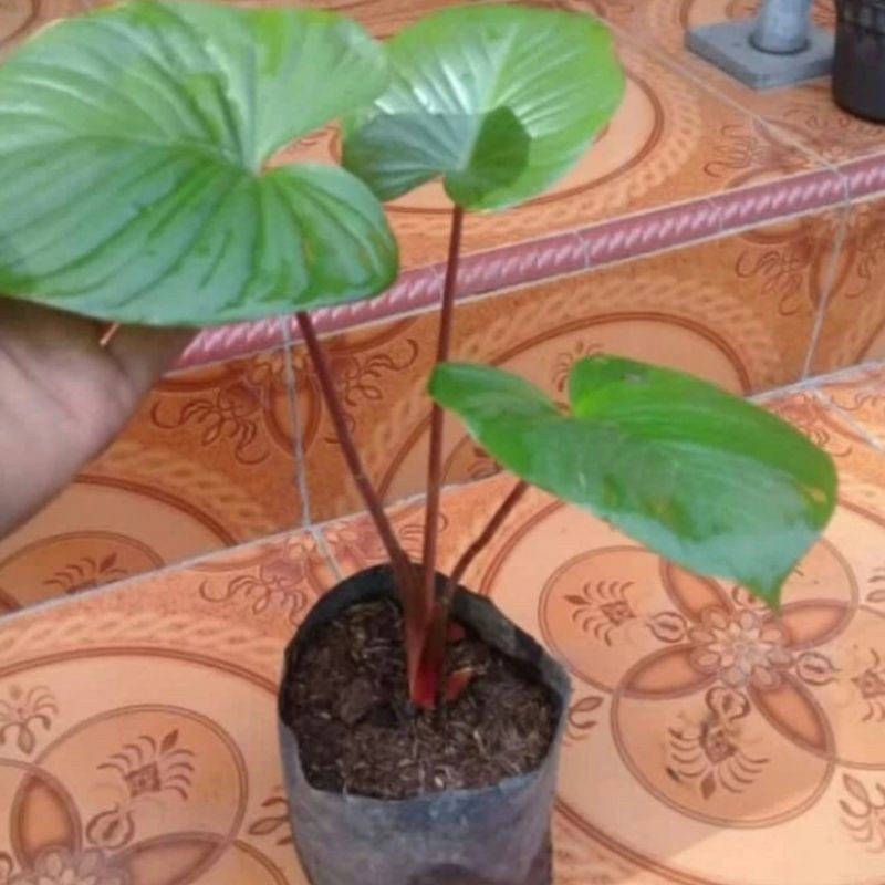 bibit tanaman hias homalomena merah (langka) masih kerabat keladi