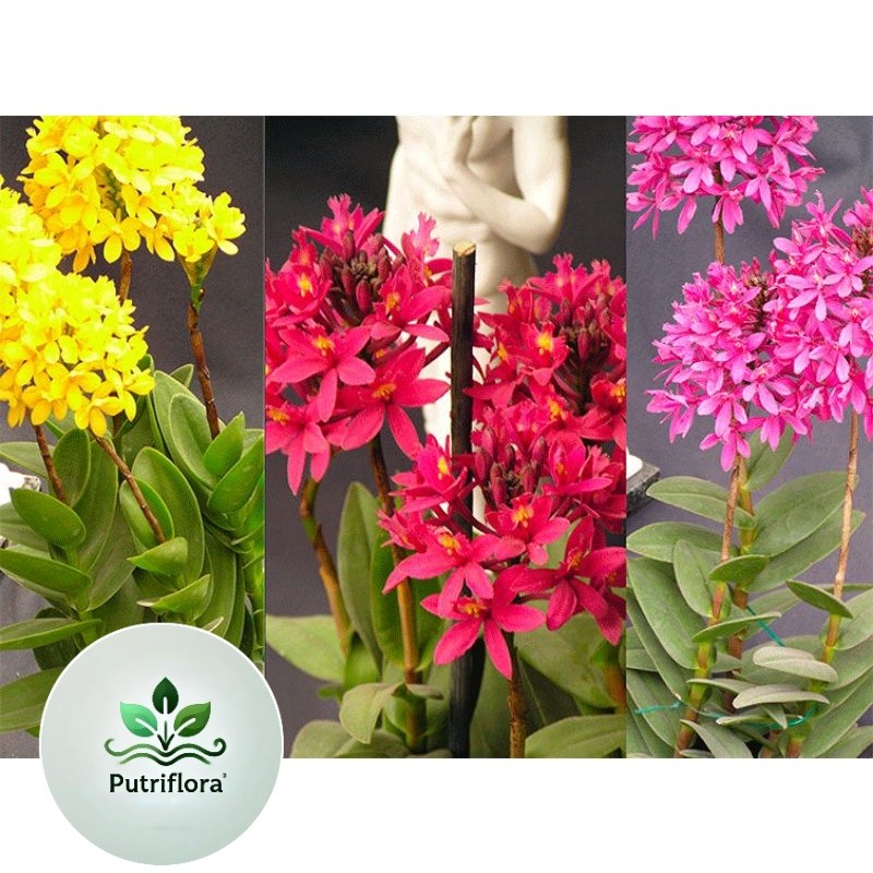 NEW Anggrek Epidendrum Scundum spesie