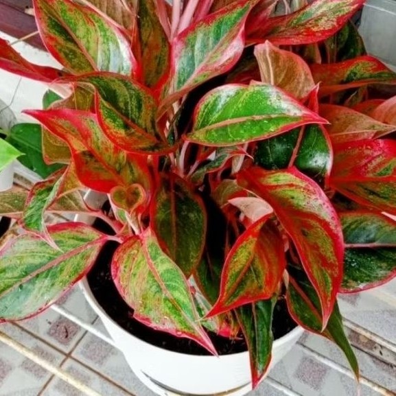 Tanaman Hias (BISA COD) Aglonema Red Lipstik Siam Aurora Ukuran BESAR RIMBUN DAN KECIL
