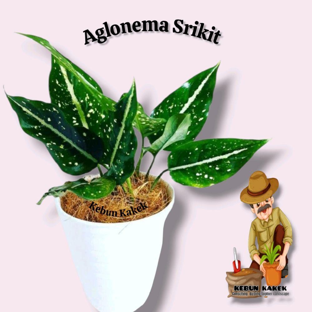 Tanaman Aglonema Srikit / Tanaman Hias Hidup Aglonema Srikit / Bibit Aglonema Srikit