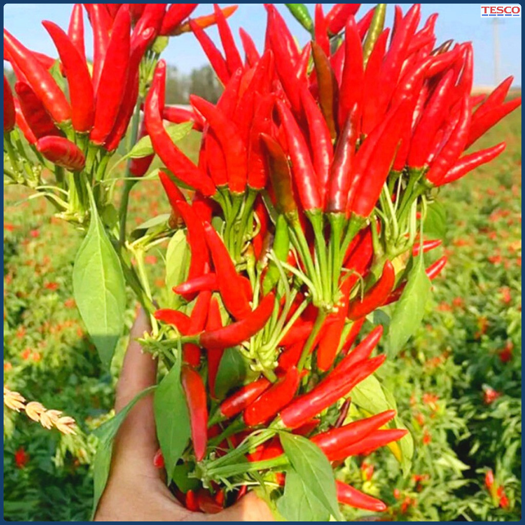 Benih Bibit Cabai Diimpor Dari Jepang,Benih Bibit Cabai,Cabai Rawit Red Cluster Pepper Seeds