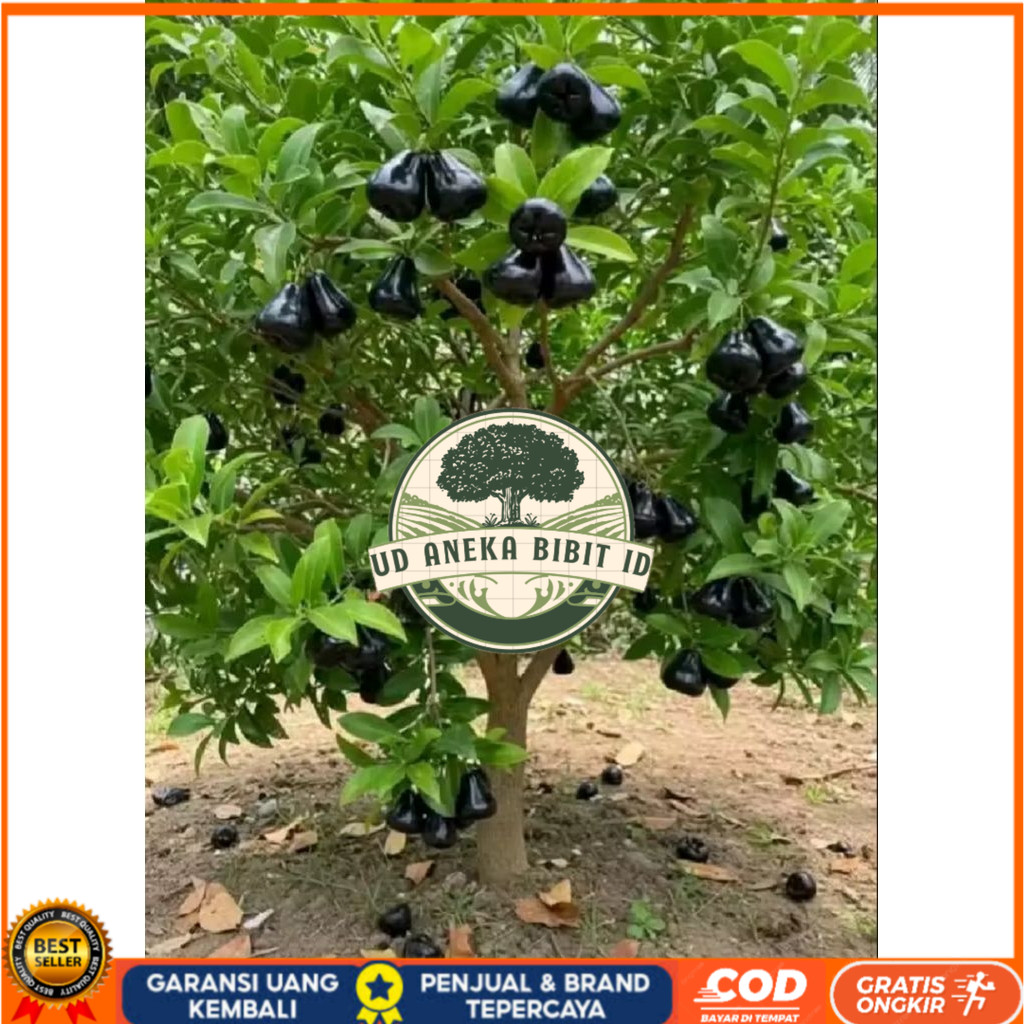 Bibit jambu air black guava//bibit jambu air hitam siap berbuah UD ANEKA BIBIT ID