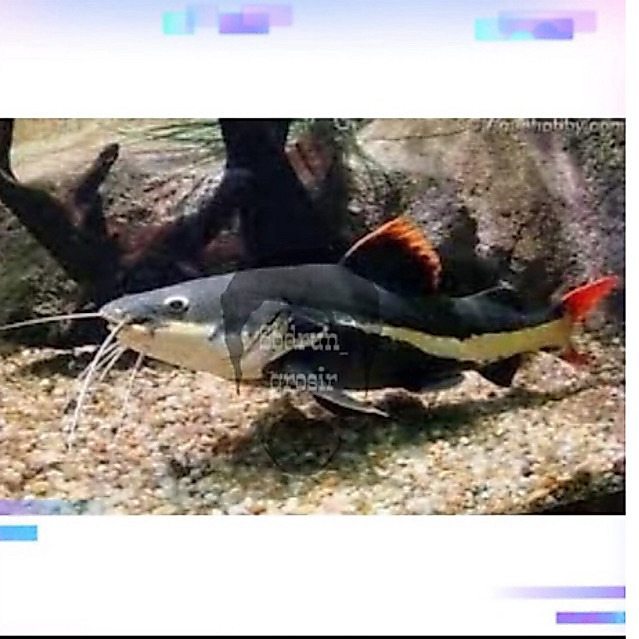hiasan Rtc catfish rtc lucu bergaransi size 13 cm