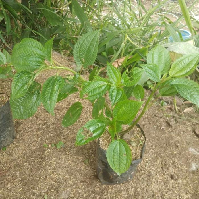 daun lalapan pohpohan segar 500 GR daun pohpohan daun lalapan pohon