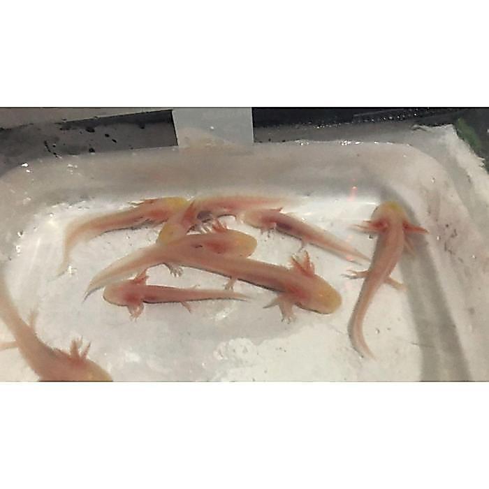 REDAY Terlaris AXOLOTL ALBINO SALAMANDER BERBAGAI UKURAN (mata merah) Promo Murah