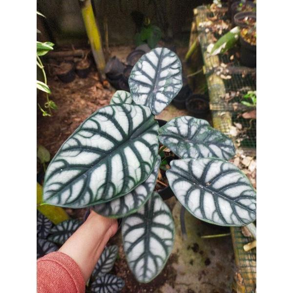 (READY STOK) alocasia dragon silver alocasia tengkorak silver Tanaman hias alocasia dragon silver al