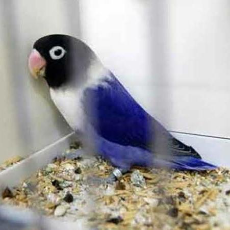 BURUNG LOVEBIRD VIOLET/LOVEBIRD VIOLET