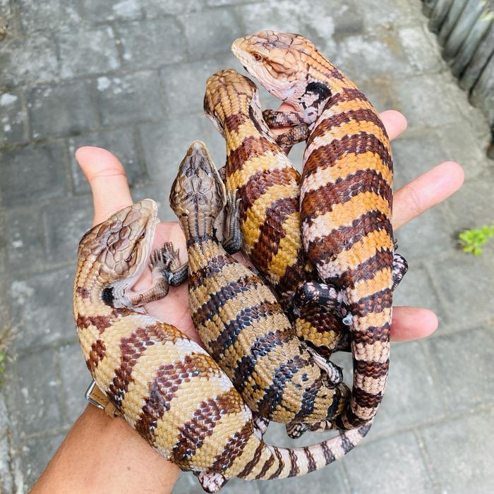 READYY GE Reptil Panana - Panana lucu