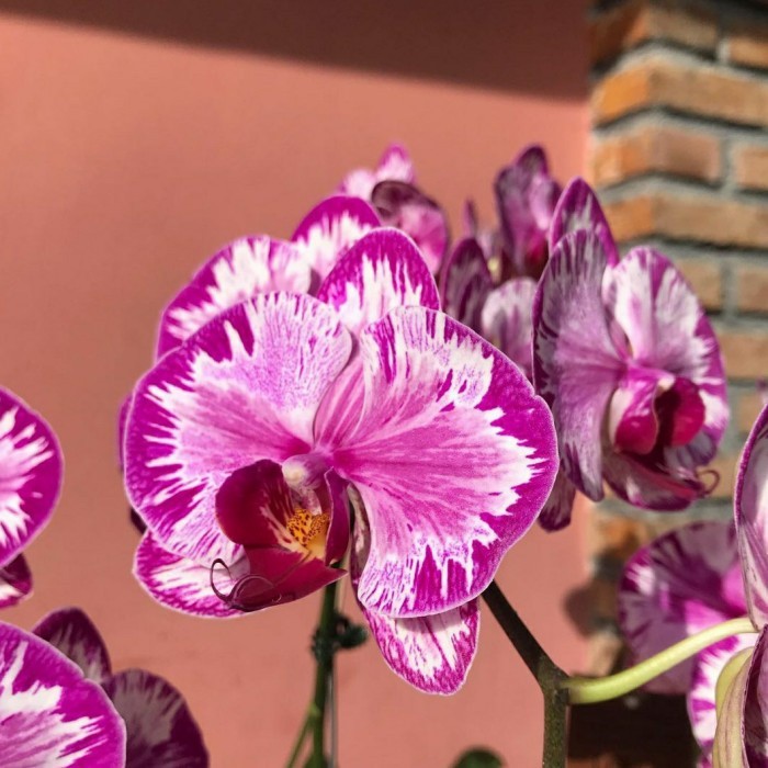 anggrek bulan spike ungu corak jumbo