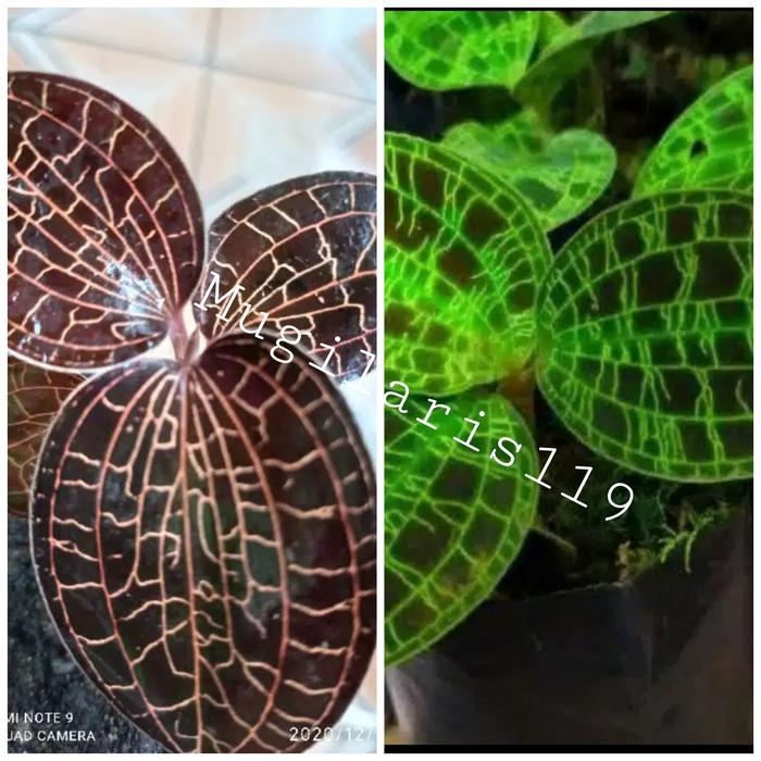 Ready stok TANAMAN HIAS JEWEL ORCHID 1 PAKET