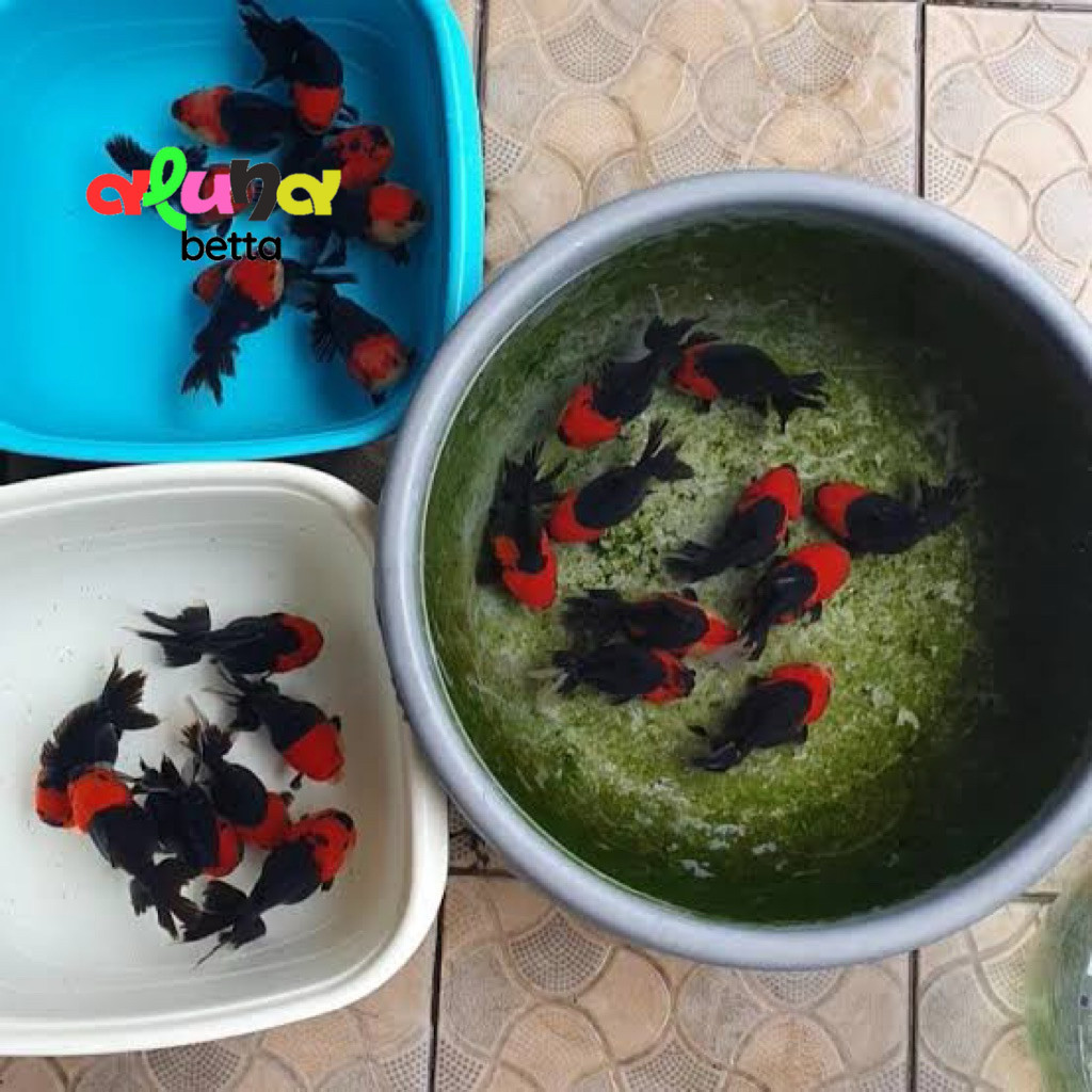 Terbaru Koki Oranda Panda Asli Kepala Merah Badan Hitam Size 7/10 cm