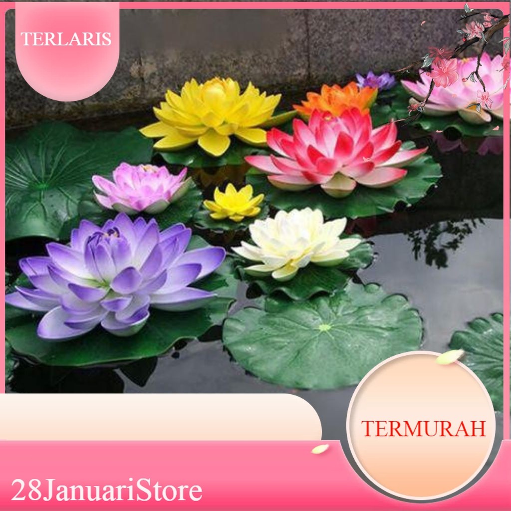 20 Benih bunga teratai lotus di kirim variasi bunga/biji teratai/hiasan kolam jaminan segar hidup te