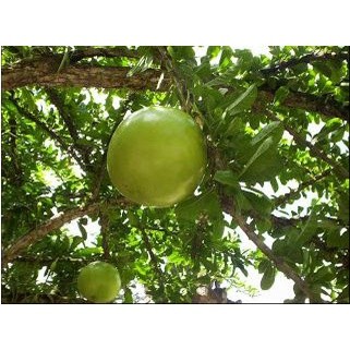 Promo Buah Maja Majapahit Segar Baru Petik Perbuah Kualitas Super