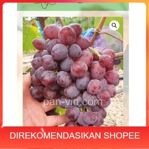 Bibit anggur stroberry RS import