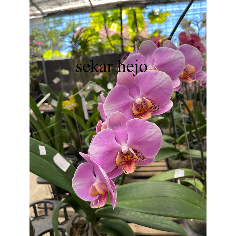 Anggrek Bulan Taiwan