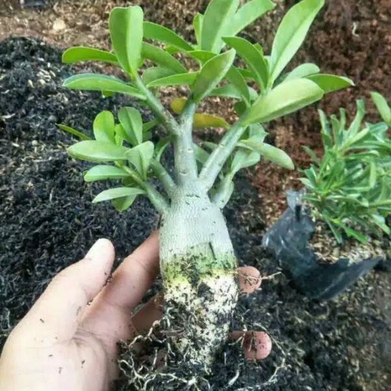 POHON ADENIUM TUMPUK WHITE - BUNGA PUTIH TUMPUK / KAMBOJA JEPANG