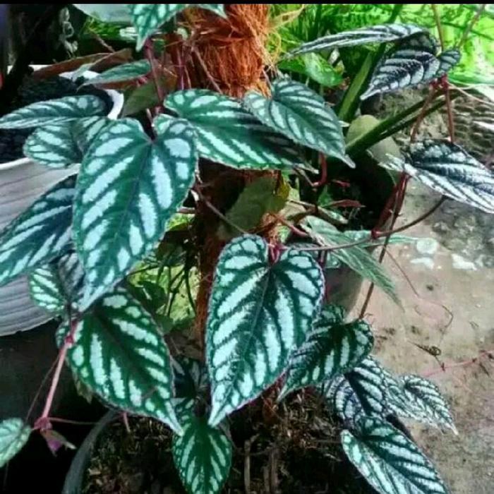 tanaman sirih keraton sirih merah rimbun