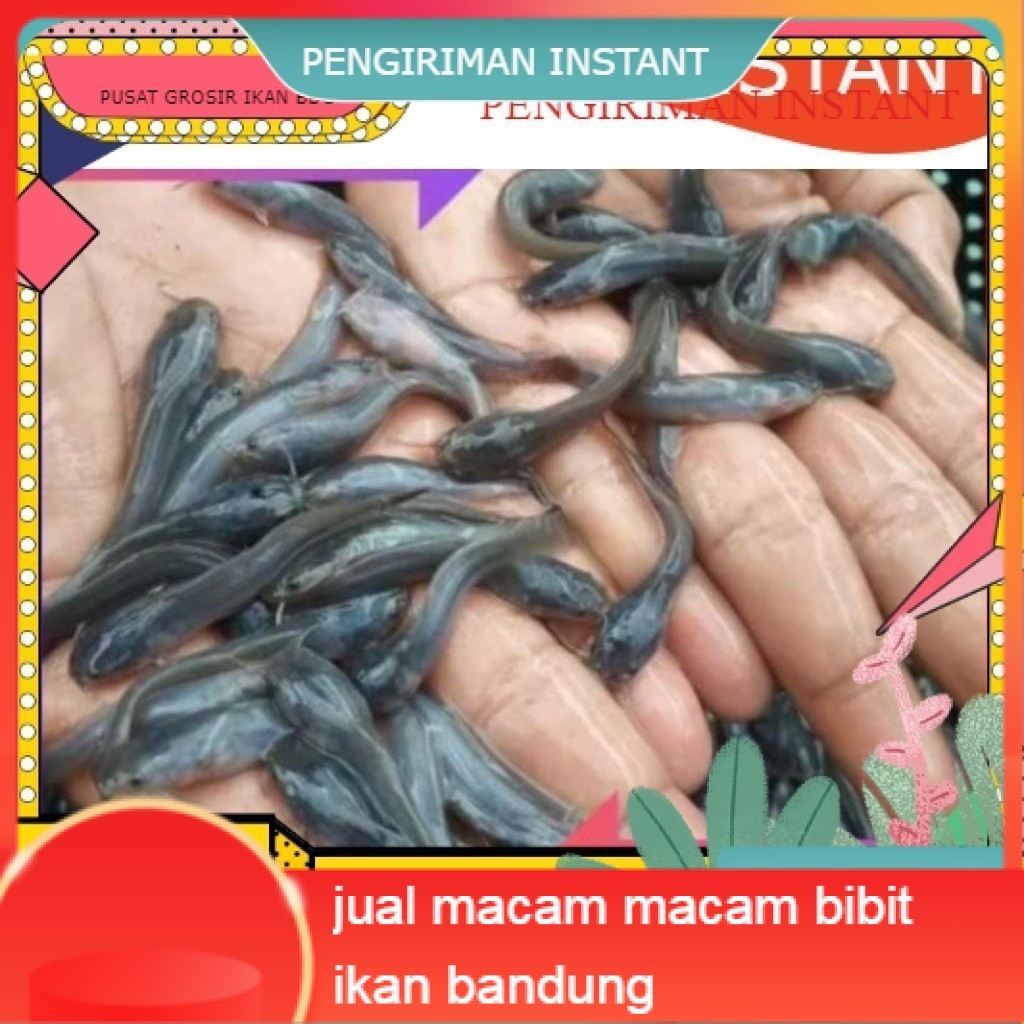 Bibit / benih ikan lele ukuran 3-5 cm per ekor grosir bandung INSTANT MURAH terdekat murah