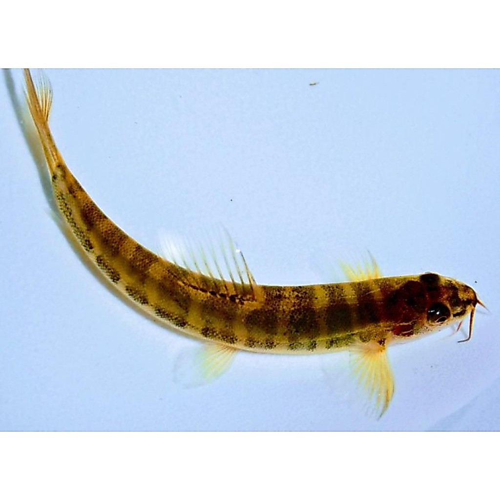 ikan uceng paket 10 ekor