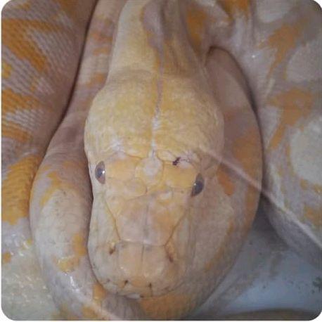 READYY GE Reticulated Python Albino