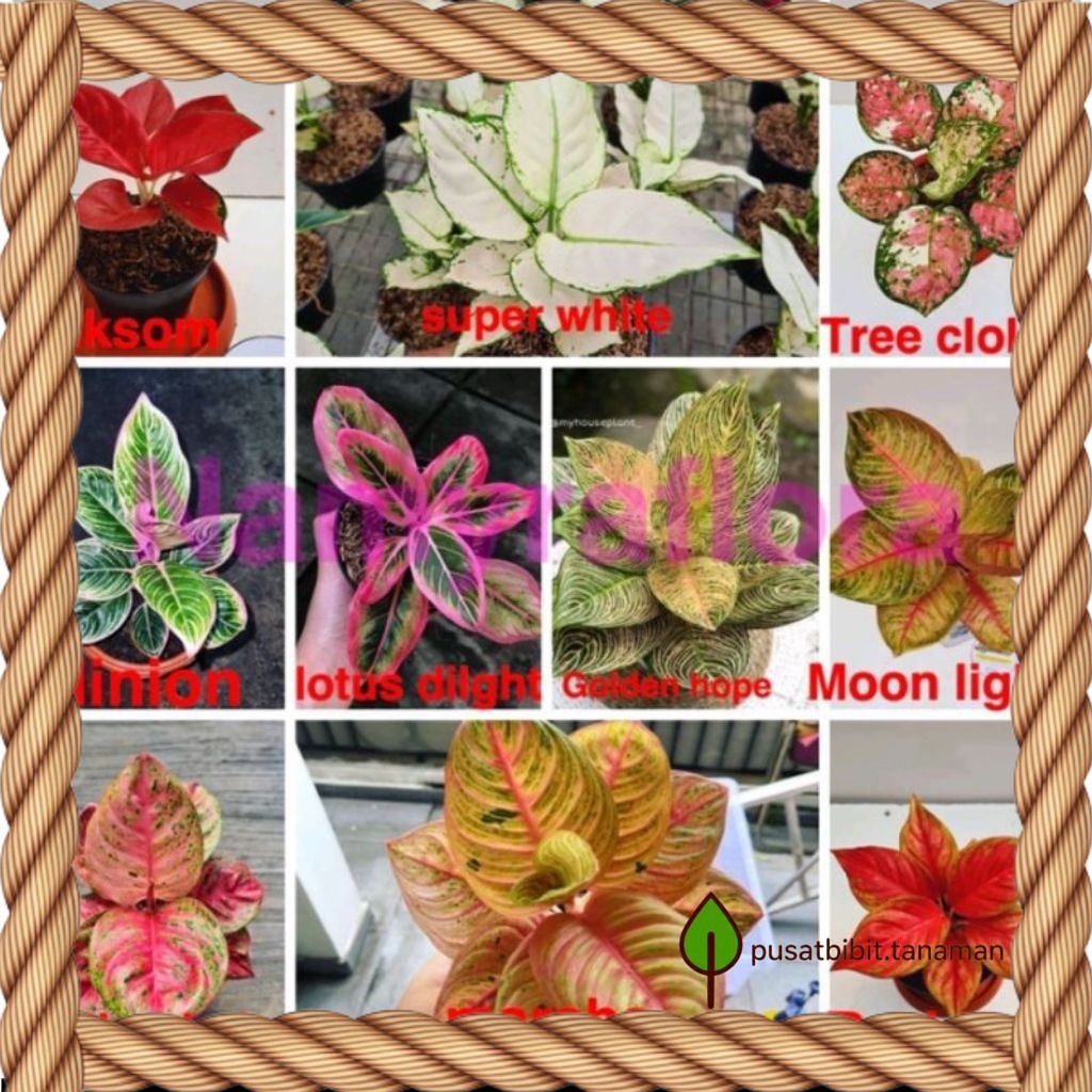 Paket 10 Bonggol Aglonema Tanaman Hias Siap bertunas