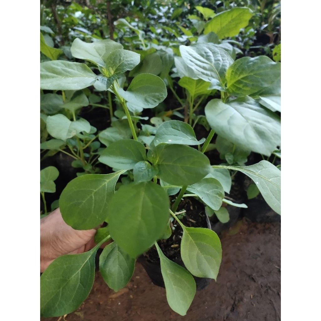 Bibit tanaman leunca/ranti bibit leunca lalapan -D.T