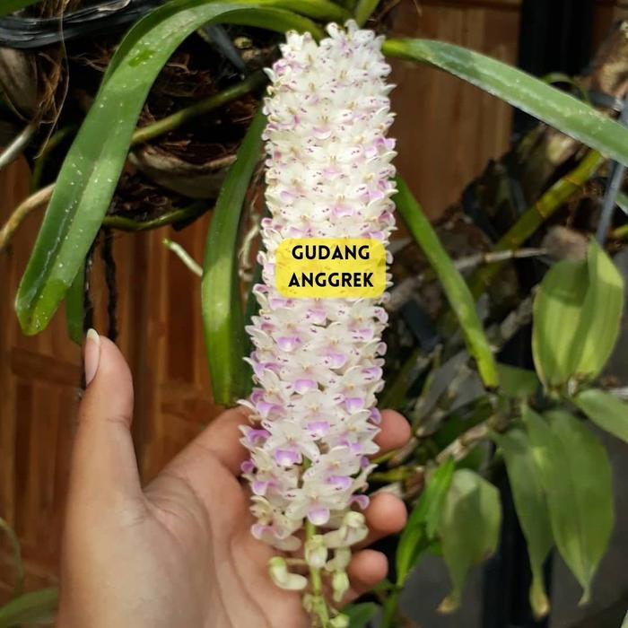 baru anggrek retusa ekor tupai bunga putih