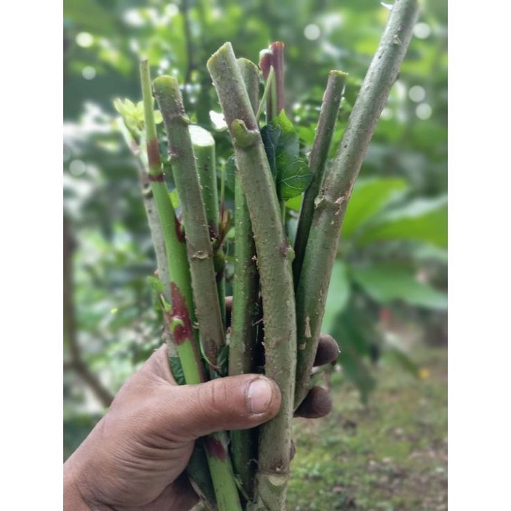 Telo Papua/singkong papua Daun lebar 1 kg isi 15 -20 Batang – bibit telo papua - Pakan Ternak Alami