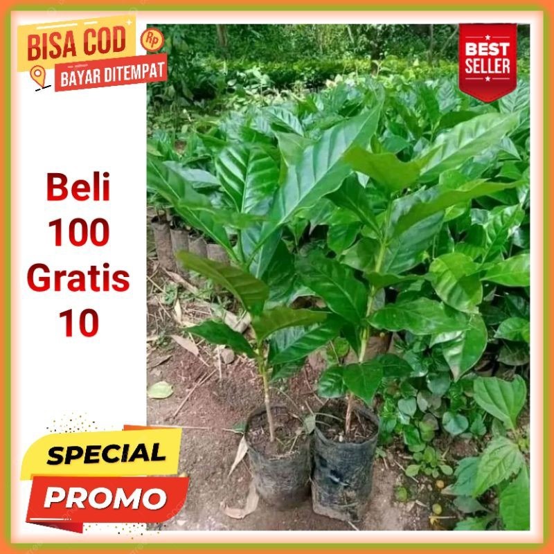 Bibit Kopi Arabika Ateng Unggul Siap Tanam